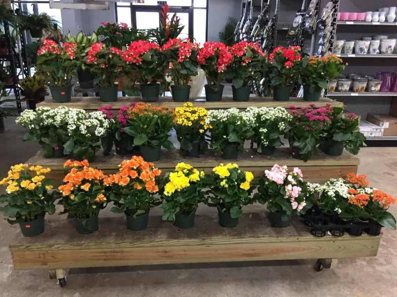 San Antonio Flower Co
